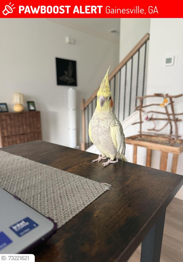 Lost Female Bird last seen Fawnwood Drive, Gainesville, GA 30504