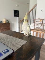 Lost Female Bird last seen Fawnwood Drive, Gainesville, GA 30504