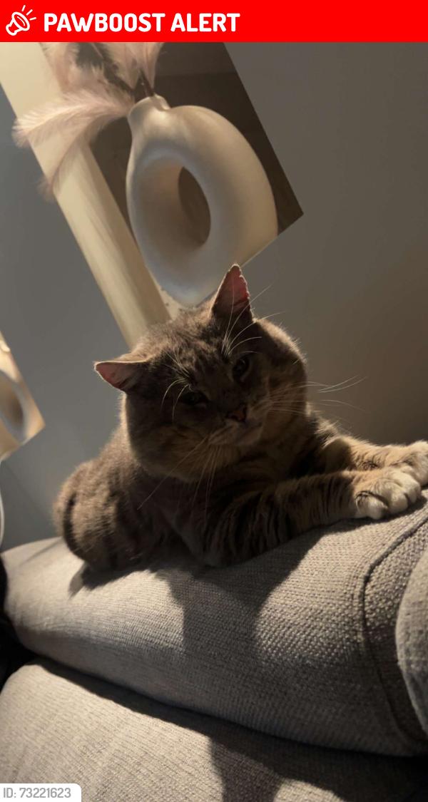 Lost Male Cat last seen wattlepark street, Caroline Springs, VIC 3023