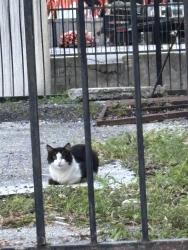 Found/Stray Unknown Cat last seen Michigan and OBT, Orlando, FL 32805