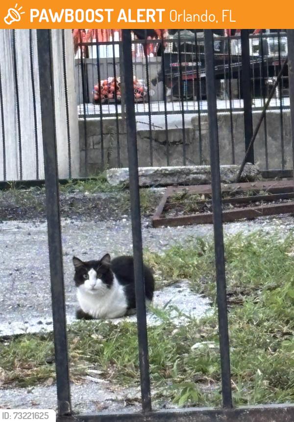 Found/Stray Unknown Cat last seen Michigan and OBT, Orlando, FL 32805