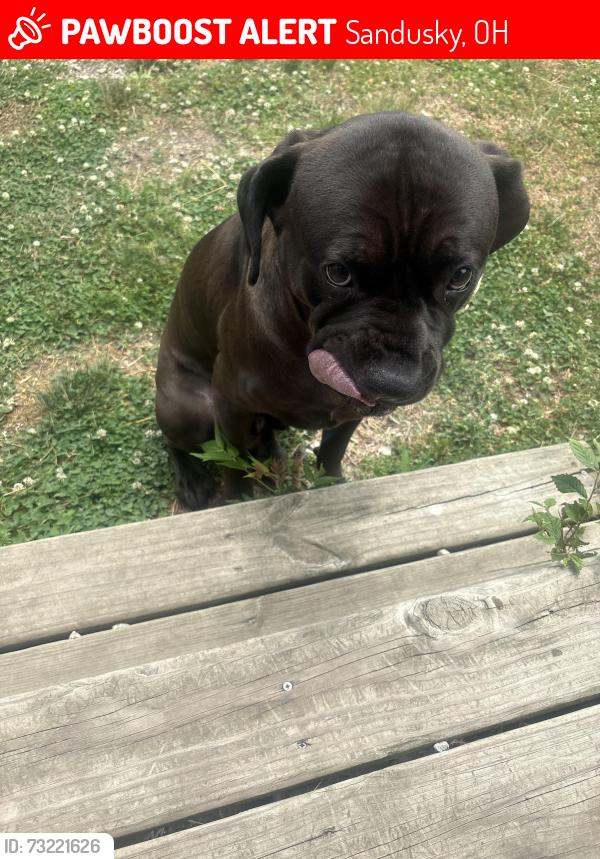 Lost Male Dog last seen Stahlwood, McKinley school, Woodlawn cemetery, Sandusky, OH 44870