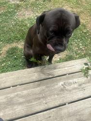 Lost Male Dog last seen Stahlwood, McKinley school, Woodlawn cemetery, Sandusky, OH 44870