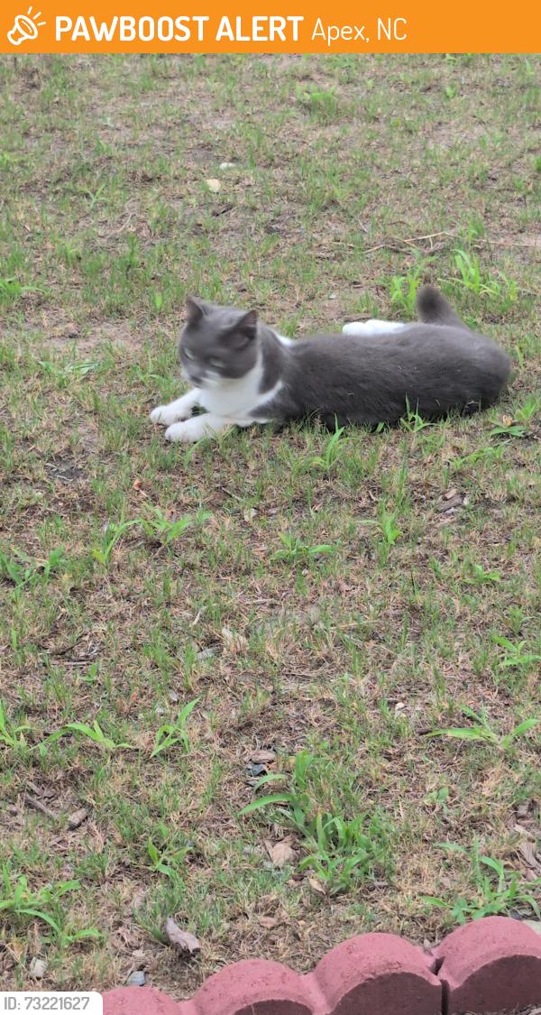 Found/Stray Female Cat last seen Sweet Gardenia way Apex nc, Apex, NC 27502