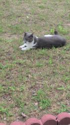 Found/Stray Female Cat last seen Sweet Gardenia way Apex nc, Apex, NC 27502