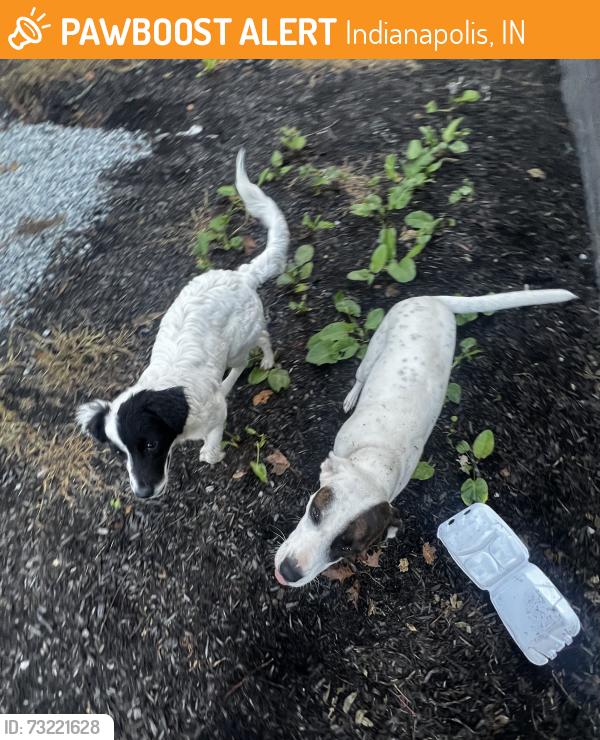 Found/Stray Unknown Dog last seen Near Shelby and Troy, Indianapolis, IN 46203