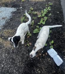 Found/Stray Unknown Dog last seen Near Shelby and Troy, Indianapolis, IN 46203