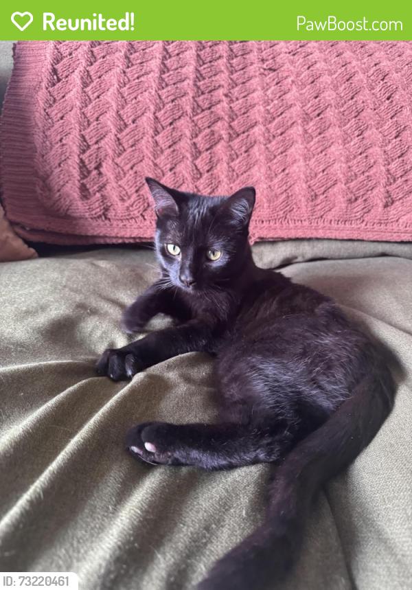 Reunited Female Cat last seen Near Ranae Drive and Tyler Street in Loveland CO, Loveland, CO 80537