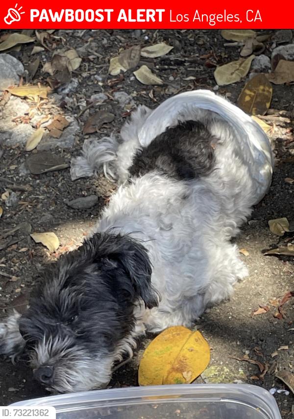 Lost Unknown Dog last seen S Vermont Ave and W 36th Place, Los Angeles, CA 90007