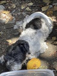 Lost Unknown Dog last seen S Vermont Ave and W 36th Place, Los Angeles, CA 90007