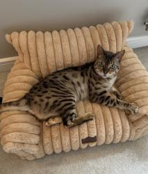 Reunited Male Cat last seen Witham, Essex, England CM8 2FX