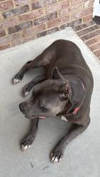 Reunited Male Dog last seen Toonerville, Whitfield County, GA 30721