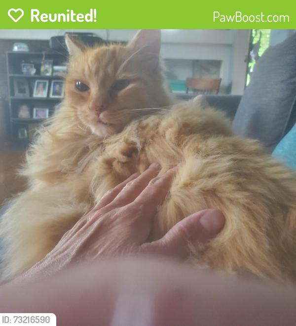 Reunited Male Cat last seen 28th and Grand, Spokane, WA 99223