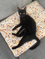 Reunited Female Cat last seen Tereticornis ave and Rostrata ave, Lake Elsinore, CA 92532