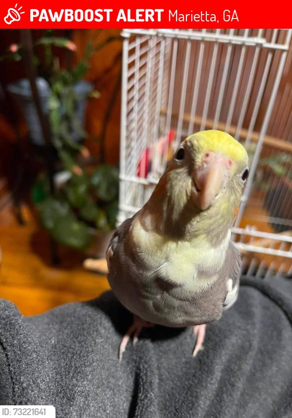 Lost Male Bird last seen Near sandy plains rd, Marietta, GA 30066