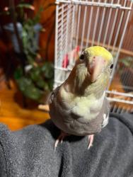 Lost Male Bird last seen Near sandy plains rd, Marietta, GA 30066