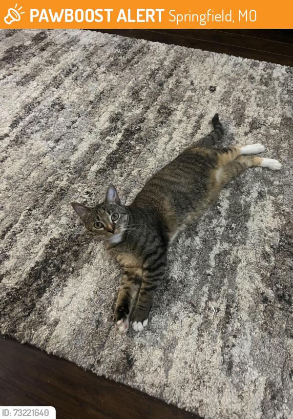Found/Stray Female Cat last seen Farm Rd 148 and 115, Springfield, MO 65619