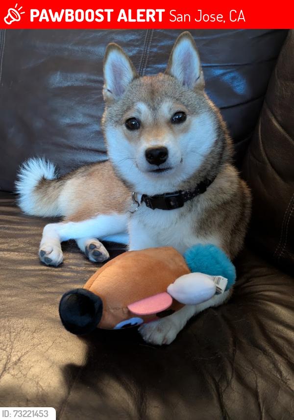 Lost Female Dog last seen South 14th and Reed St, San Jose, CA 95112