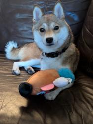 Lost Female Dog last seen South 14th and Reed St, San Jose, CA 95112