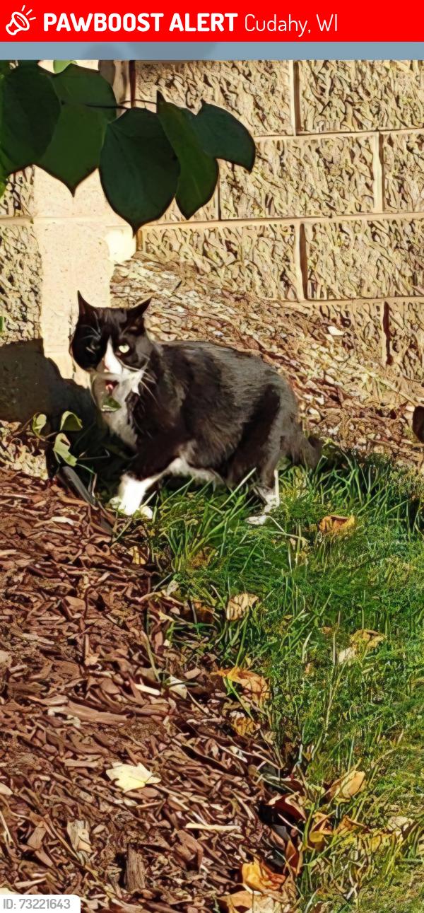 Lost Female Cat last seen Swift and Armour Ave cudahy wi, Cudahy, WI 53110