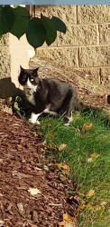 Lost Female Cat last seen Swift and Armour Ave cudahy wi, Cudahy, WI 53110