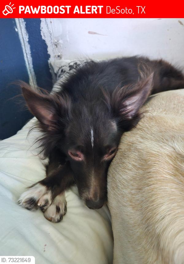 Lost Female Dog last seen Parkerville, DeSoto, TX 75115
