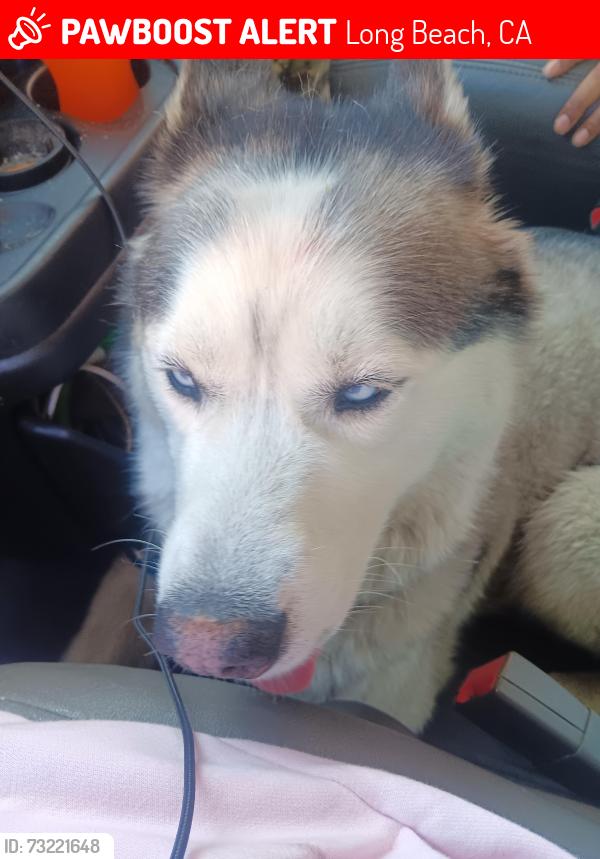 Lost Male Dog last seen Pacific ave, Long Beach, CA 90831