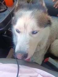 Lost Male Dog last seen Pacific ave, Long Beach, CA 90831