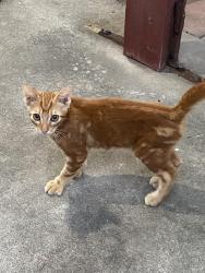 Found/Stray Male Cat last seen Mcardle & Staples, Corpus Christi, TX 78412