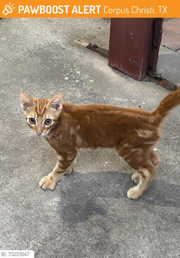Found/Stray Male Cat last seen Mcardle & Staples, Corpus Christi, TX 78412
