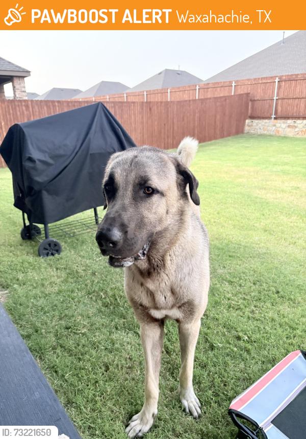 Found/Stray Male Dog last seen Highway 287, Waxahachie, TX 75165