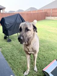 Found/Stray Male Dog last seen Highway 287, Waxahachie, TX 75165