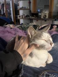 Reunited Male Cat last seen Near the hse, Yarrabilba, QLD 4207