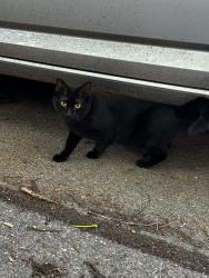 Found/Stray Female Cat last seen Norfolk Street, Cambridge/Somerville city line, Cambridge, MA 02139