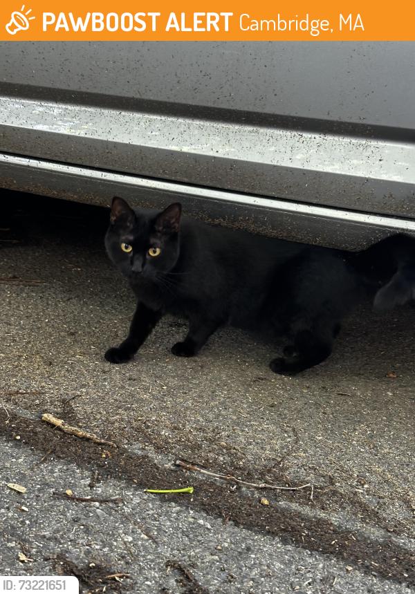 Found/Stray Female Cat last seen Norfolk Street, Cambridge/Somerville city line, Cambridge, MA 02139