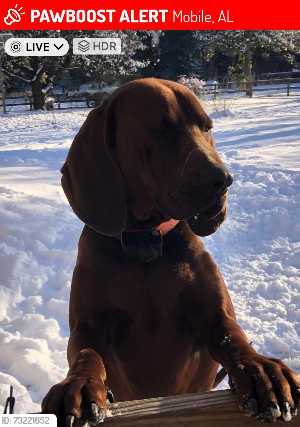 Lost Male Dog last seen GoldMine & Three Notch, Mobile, AL 36619