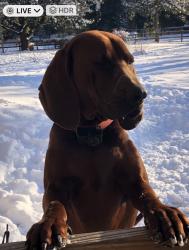 Lost Male Dog last seen GoldMine & Three Notch, Mobile, AL 36619