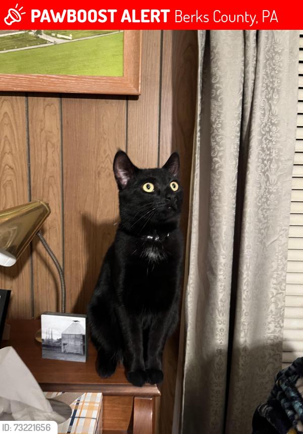 Lost Male Cat last seen Windsor Castle, PA, Berks County, PA 19534
