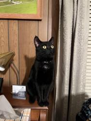 Lost Male Cat last seen Windsor Castle, PA, Berks County, PA 19534