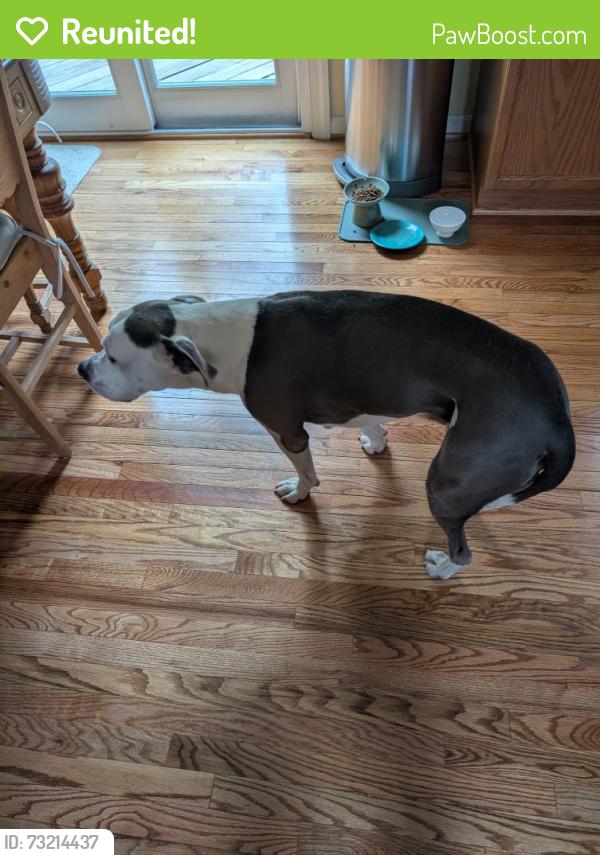 Reunited Male Dog last seen Brookstone Subdivision, Fredericksburg, VA 22405