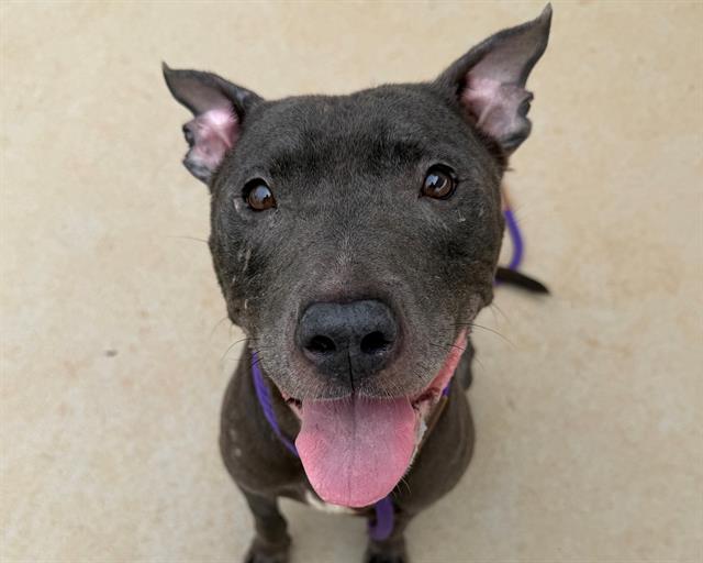 Shelter Stray Female Dog last seen CHARLOTTE, 8315 Byrum Dr, Charlotte, NC 28217, USA