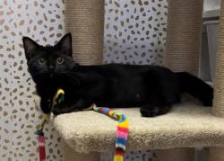 Shelter Stray Female Cat last seen CHARLOTTE, 8315 Byrum Dr, Charlotte, NC 28217, USA