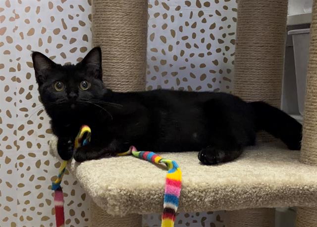 Shelter Stray Female Cat last seen CHARLOTTE, 8315 Byrum Dr, Charlotte, NC 28217, USA