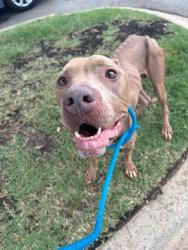 Shelter Stray Male Dog last seen CHARLOTTE, 8315 Byrum Dr, Charlotte, NC 28217, USA