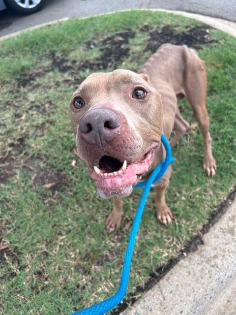 Shelter Stray Male Dog last seen CHARLOTTE, 8315 Byrum Dr, Charlotte, NC 28217, USA