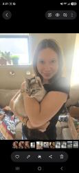 Reunited Female Cat last seen Krispy cream, Spokane Valley, WA 99216