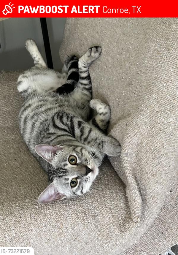 Lost Male Cat last seen Behind the Ulta Beauty store, Conroe, TX 77304