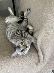 Lost Male Cat last seen Behind the Ulta Beauty store, Conroe, TX 77304