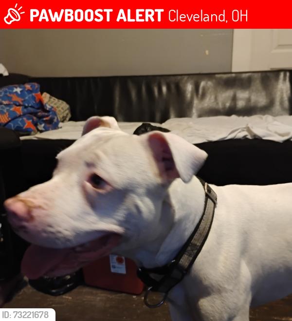 Lost Male Dog last seen E. 143 & miles, Cleveland, OH 44128