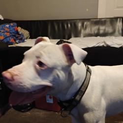 Lost Male Dog last seen E. 143 & miles, Cleveland, OH 44128